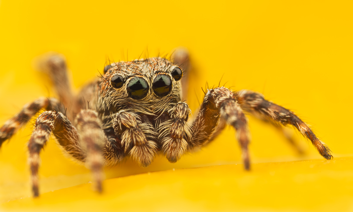 Jumping Spider - Sitticus pubescens 2